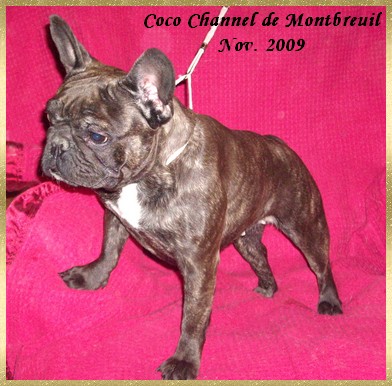 Coco channel de Montbreuil