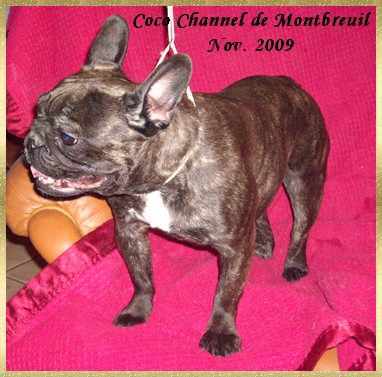 Coco channel de Montbreuil