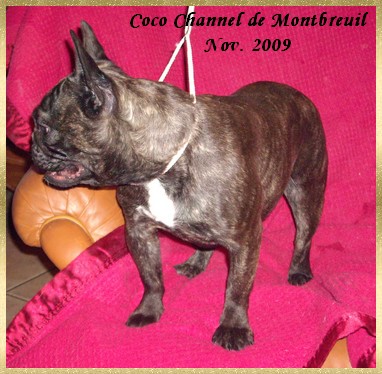 Coco channel de Montbreuil