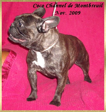 Coco channel de Montbreuil