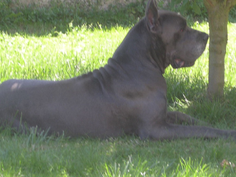 Valko de Montbreuil
