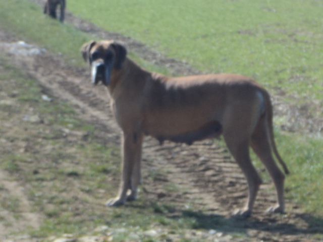 Cléo de Montbreuil