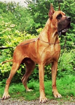 Shelton de Montbreuil