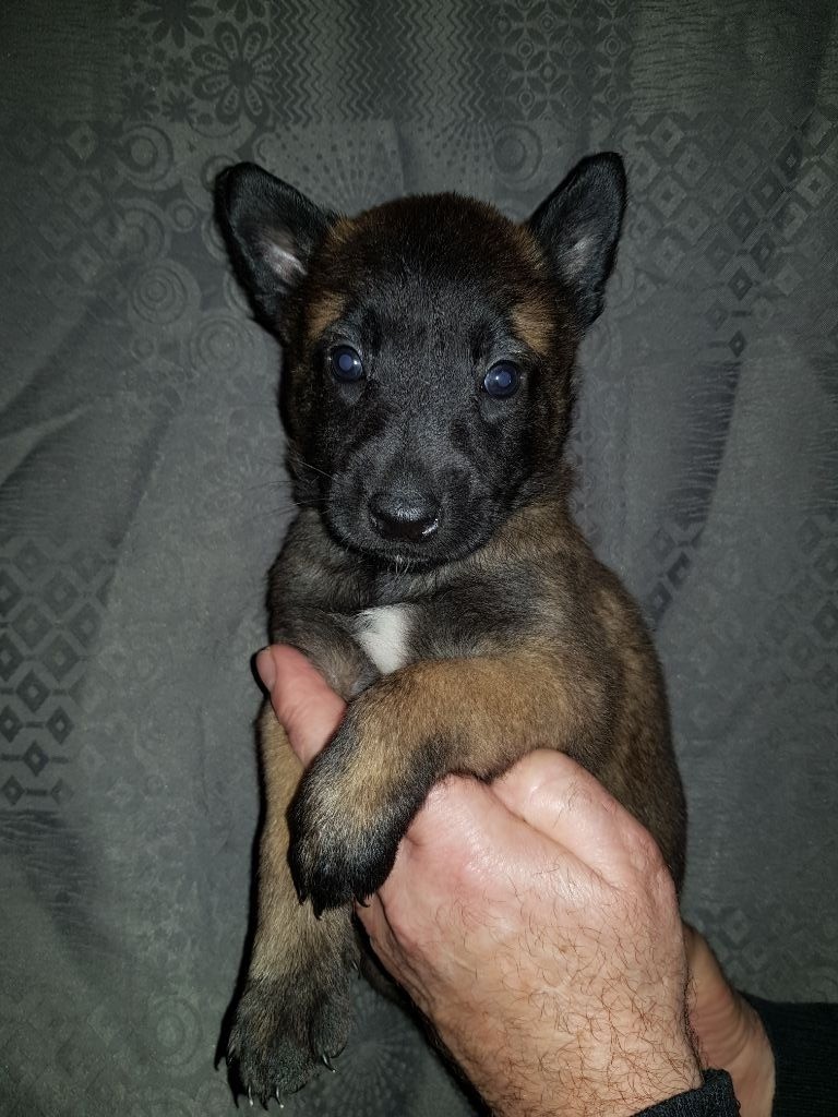 de Montbreuil - Chiots disponibles - Berger Belge