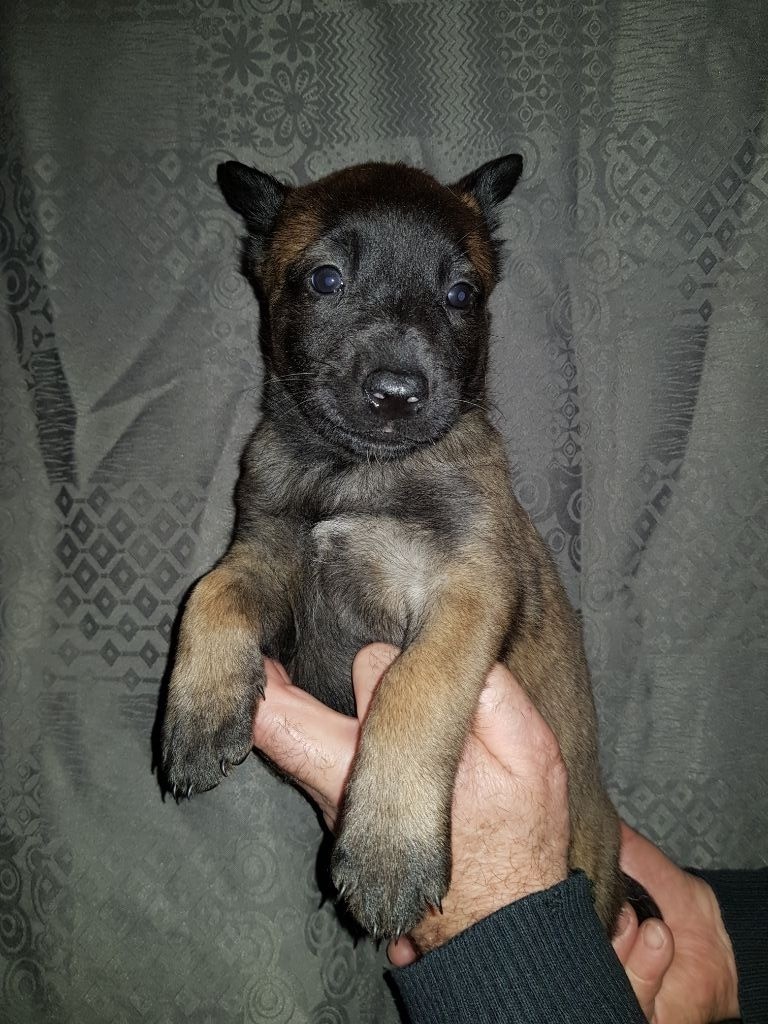 de Montbreuil - Chiots disponibles - Berger Belge