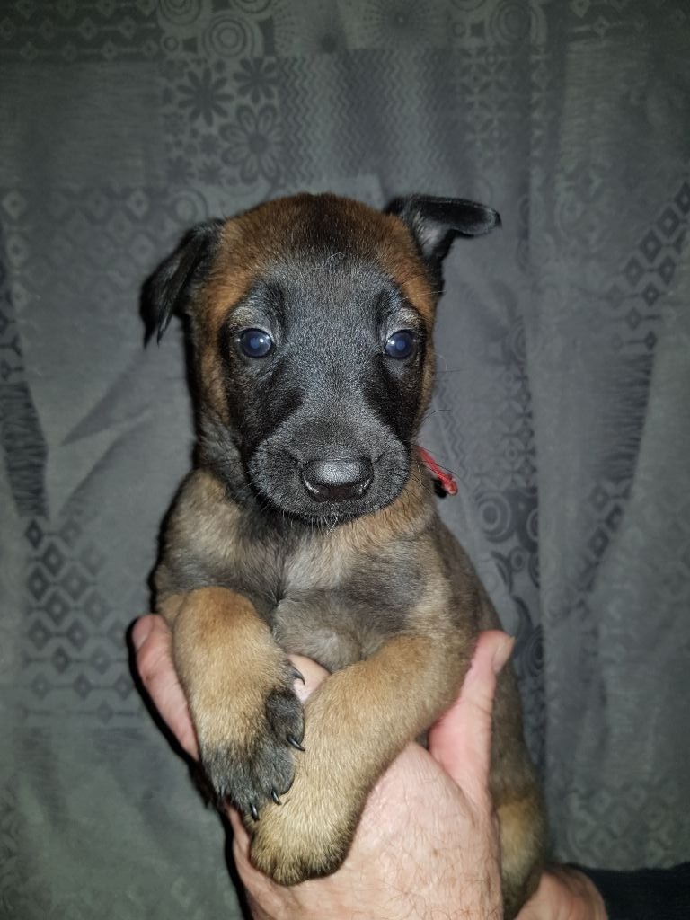 de Montbreuil - Chiots disponibles - Berger Belge