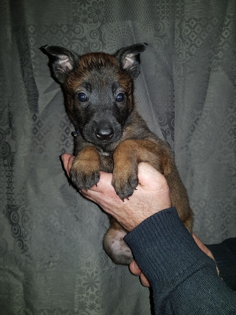 de Montbreuil - Chiots disponibles - Berger Belge