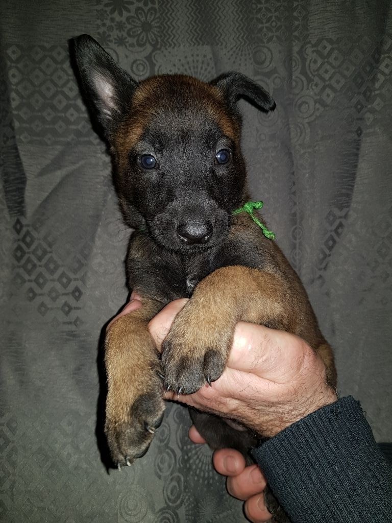 de Montbreuil - Chiots disponibles - Berger Belge