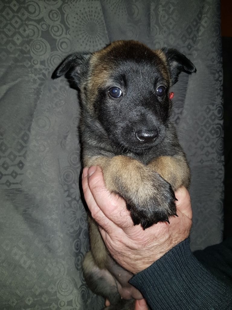 de Montbreuil - Chiots disponibles - Berger Belge